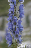 Blauwe monnikskap (Aconitum napellus)