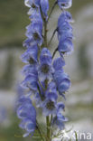 European Monkshood (Aconitum napellus)