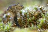 Blauwgroen trechtertje (Omphalina chlorocyanea) 