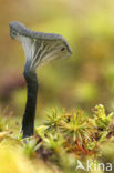 Blauwgroen trechtertje (Omphalina chlorocyanea) 