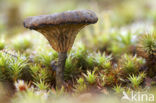 Blauwgroen trechtertje (Omphalina chlorocyanea) 