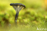 Blauwgroen trechtertje (Omphalina chlorocyanea) 