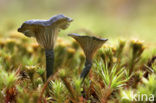 Blauwgroen trechtertje (Omphalina chlorocyanea) 