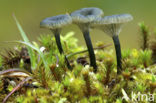 Blauwgroen trechtertje (Omphalina chlorocyanea) 