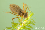 Bloedrode heidelibel (Sympetrum sanguineum)