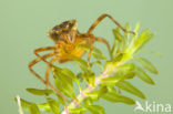 Bloedrode heidelibel (Sympetrum sanguineum)