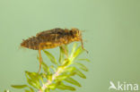 Bloedrode heidelibel (Sympetrum sanguineum)