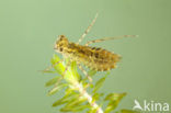 Bloedrode heidelibel (Sympetrum sanguineum)