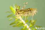 Ruddy Darter (Sympetrum sanguineum)