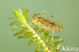 Bloedrode heidelibel (Sympetrum sanguineum)