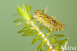 Bloedrode heidelibel (Sympetrum sanguineum)