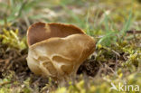 Vinegar cup (Helvella acetabulum)