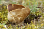 Vinegar cup (Helvella acetabulum)