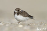 Bontbekplevier (Charadrius hiaticula)