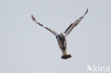 Bonte IJsvogel (Ceryle rudis)