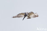 Bonte IJsvogel (Ceryle rudis)