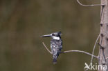 Pied kingfisher (Ceryle rudis)