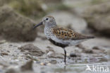 Dunlin (Calidris alpina)