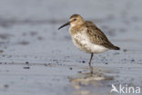 Bonte Strandloper (Calidris alpina)