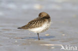 Bonte Strandloper (Calidris alpina)