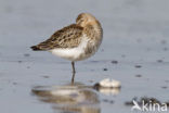 Bonte Strandloper (Calidris alpina)