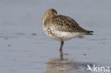 Dunlin (Calidris alpina)