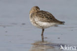 Bonte Strandloper (Calidris alpina)