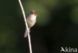 Marsh Warbler (Acrocephalus palustris)