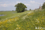 Buttercup (Ranunculus)