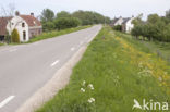 Boterbloem (Ranunculus)