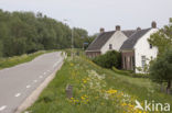 Boterbloem (Ranunculus)