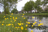 Buttercup (Ranunculus)