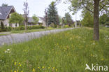 Buttercup (Ranunculus)