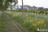 Buttercup (Ranunculus)