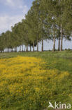 Boterbloem (Ranunculus)