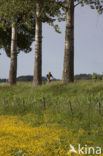 Buttercup (Ranunculus)