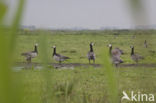 Brandgans (Branta leucopsis)