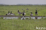 Brandgans (Branta leucopsis)