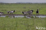 Brandgans (Branta leucopsis)