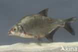 Bream (Abramis brama)