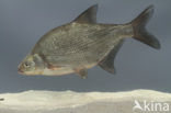 Bream (Abramis brama)