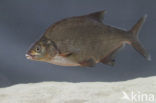 Bream (Abramis brama)