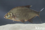 Bream (Abramis brama)