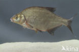 Bream (Abramis brama)