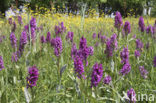 Brede orchis (Dactylorhiza majalis)