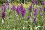 Brede orchis (Dactylorhiza majalis)