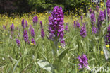 Brede orchis (Dactylorhiza majalis)