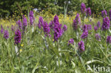 Brede orchis (Dactylorhiza majalis)