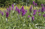 Brede orchis (Dactylorhiza majalis)