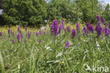 Brede orchis (Dactylorhiza majalis)